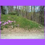 Spring Flowers.jpg